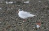 Mediterranean Gull at Southend Seafront (Steve Arlow) (84425 bytes)